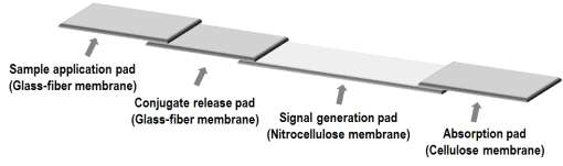 Immunostrip 제작을 위한 membrane의 배치 모식도