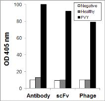 PVY 검출 파지항체가 항체와 유사한 검출 능력을 가진 것을 확인함