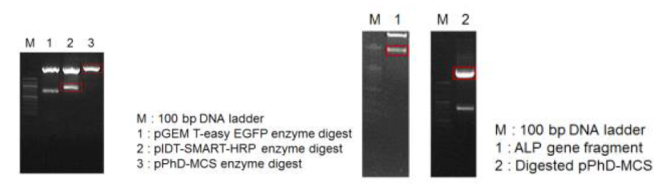 파지미드의 발색 확인을 위한 단백질인 HRP, EGFP, ALP의 유전자의 제한효소 처리