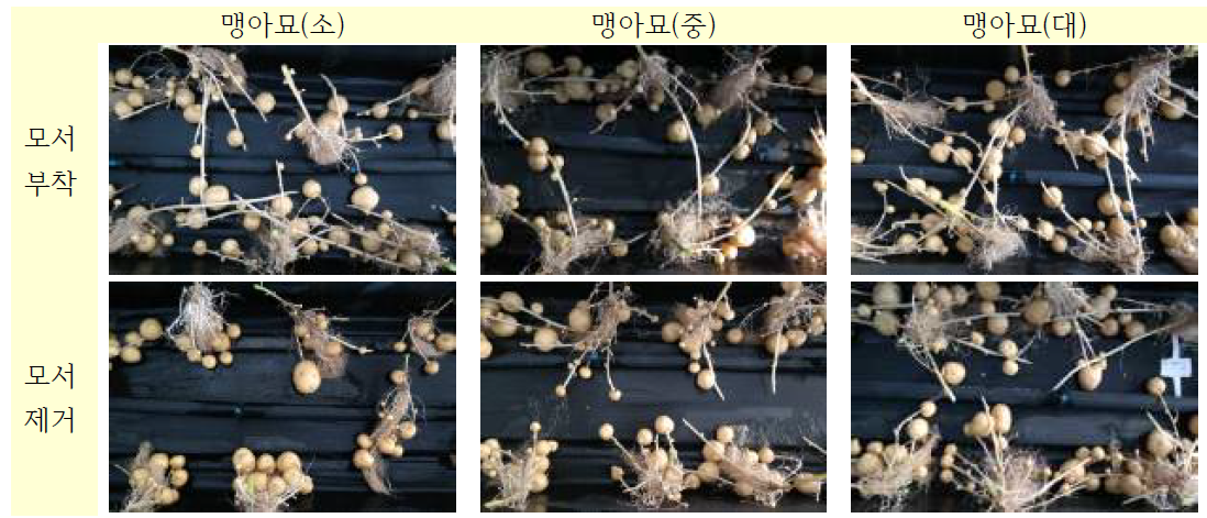 수미(Superior) 품종의 괴경 형성: 맹아묘 길이가 작은 경우(4-5cm), 모서를 떼어내고 수경재배에 심으면 괴경형성 감소