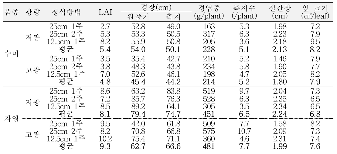 잎줄기 생장 특성(정식 후 77일)