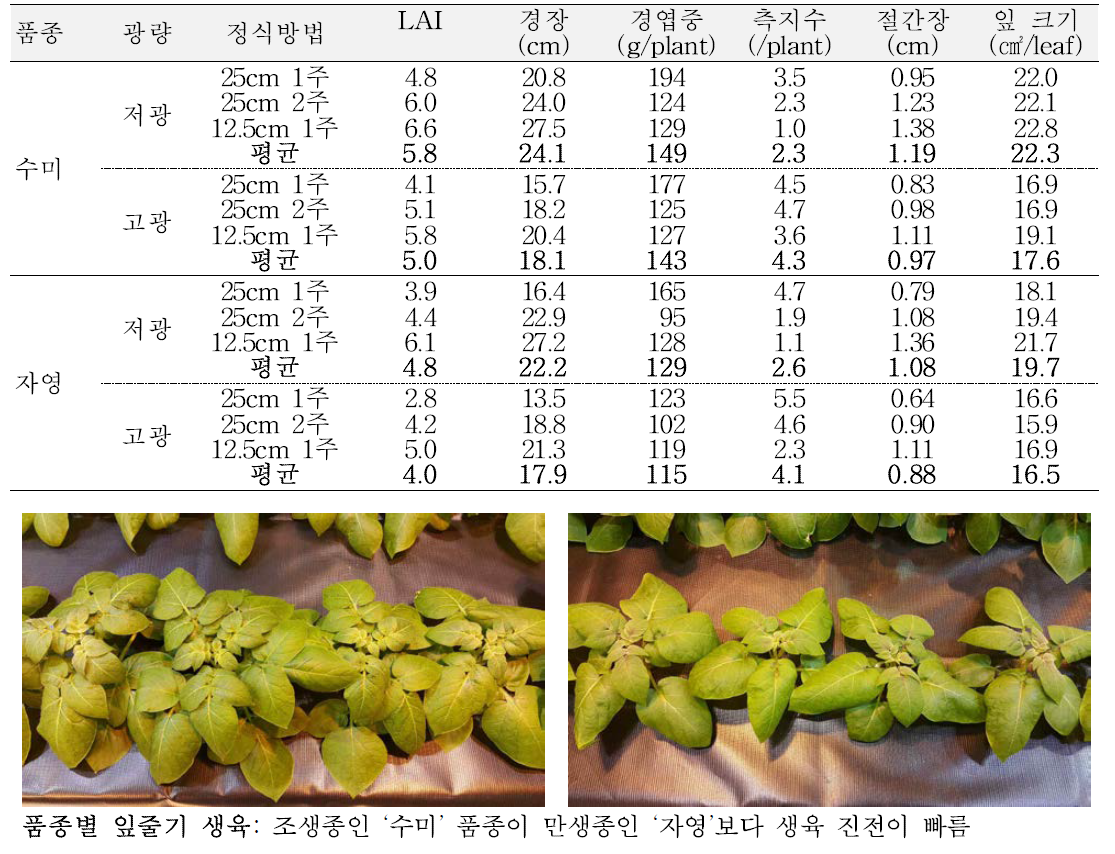 잎·줄기 생장 특성