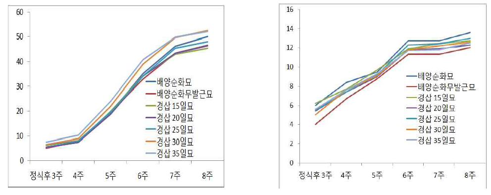 봄 재배시 묘 소질에 따른 경장과 마디수 변화