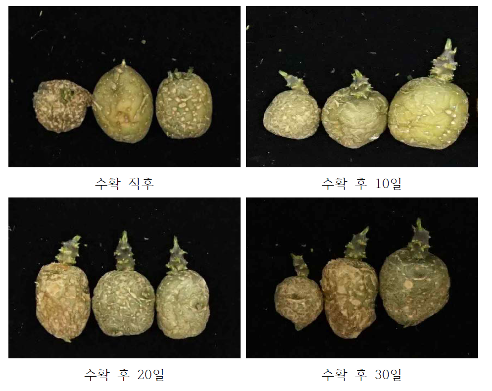 대서 품종의 수확 후일수별 맹아억제제 처리 및관행상태(암저장) 저장 후맹아양상(저장 6개월)