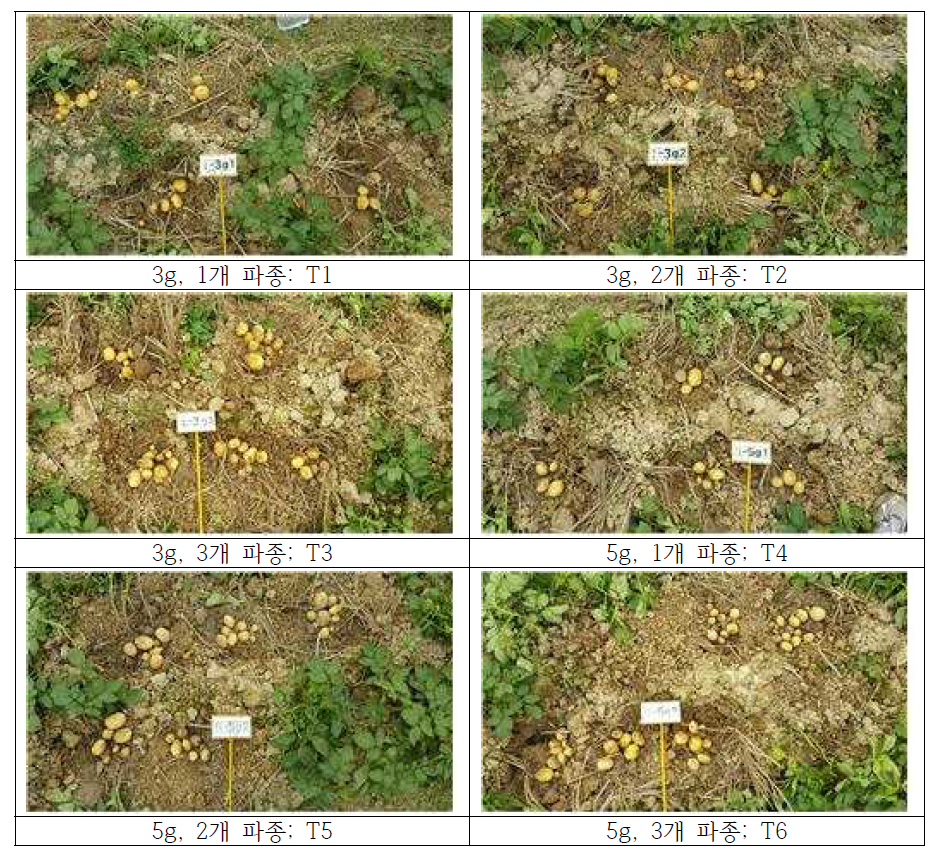FCRI 증식포장에서 파종방법에 따른 수확량 비교 (3~5g)