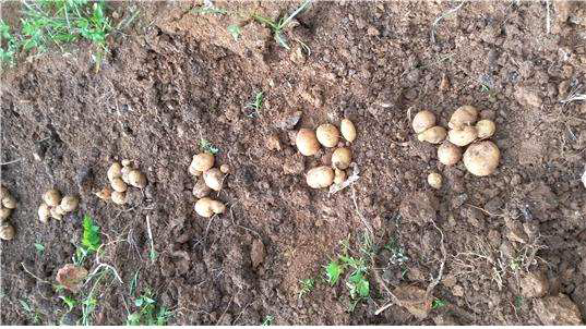 목저우 지역에서의 감자수확, 2016년 6월