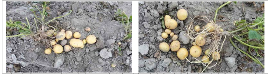 3~5g의 미니튜버 1개를 파종한 후 수확된 감자 모습