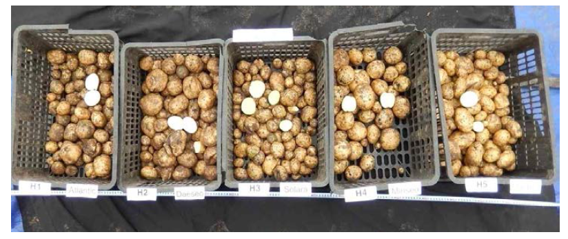 하노이 시험포장에서의 수확된 감자, (5포기 전체, 파종 후 90일)
