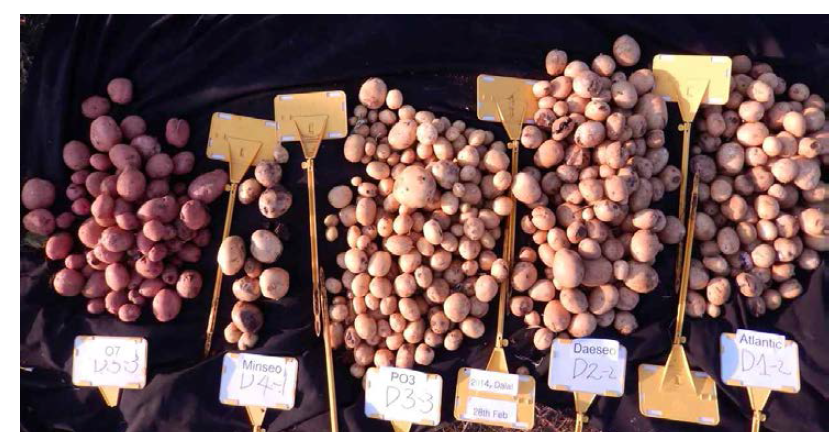 달랏 시험포장에서의 수확된 감자, (수확된 포기 수 다름, 파종 후 90일)