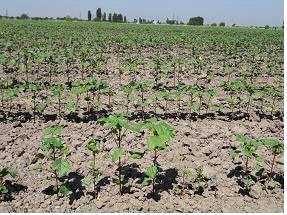 우즈베키스탄에서 재배 중인 면화