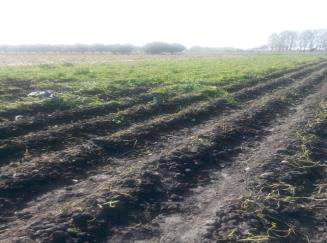 수르한다리아에서 수확준비인 감자포장