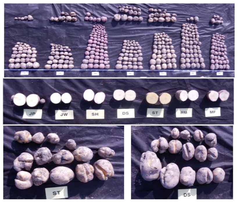 품종별 수확된 감자의 총량(상), 육색(중), 자피라의 열괴(하좌), 대서의 열괴(하우)