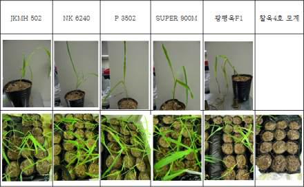 관주를 중단한 후 9일째 각 시료의 생육 사진