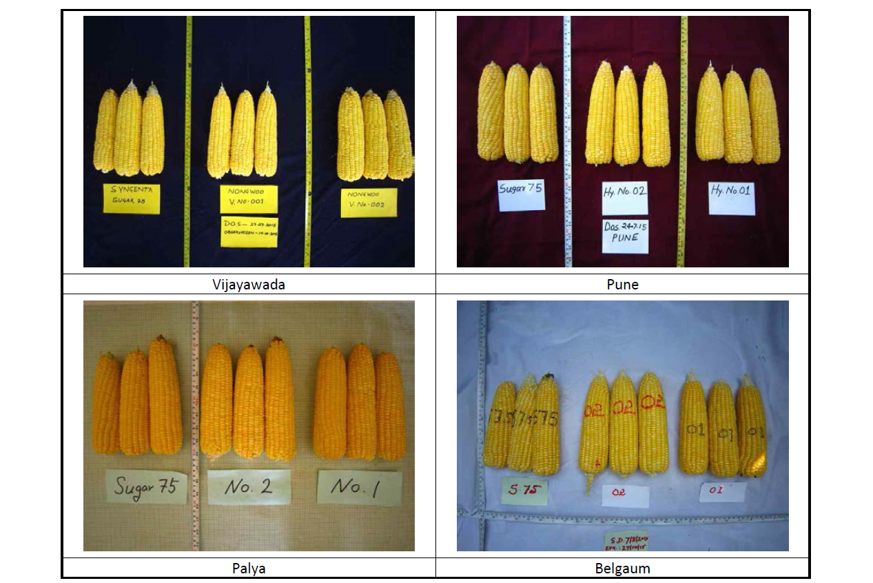 단옥수수 이삭 비교사진(Pune, Vijayawada, Palya, Belgaum지역)