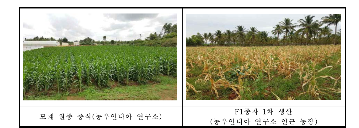 농우인디아 연구소 원종증식포 및 생산포 전경