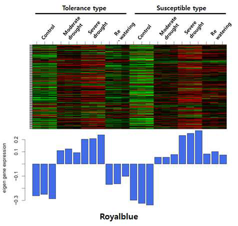 Heatmap of royalblue module in maize under drought stress.