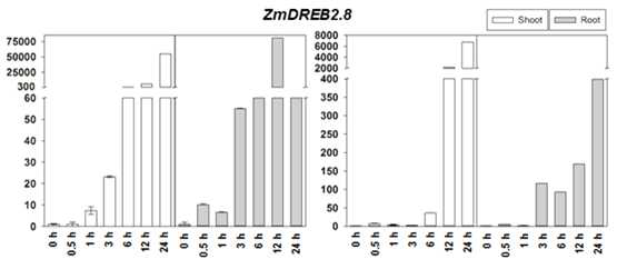 Expression profiles of ZmDREB2.8.