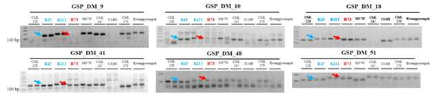 PCR screening of downy mildew resistant/susceptible cultivars extracted maize genomic DNA.