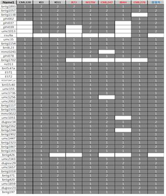 Patterns of electrophoretic bands obtained with various 46 QTL primers on downy mildew resistant/susceptible cultivars