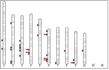 Physical map based on 46 downy mildew QTL markers from 41 maize cultivars.