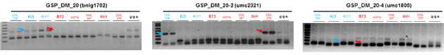 PCR screening of downey mildew resistant/susceptable cultivars extracted maize genomic DNA using neighbor loci marker for blng1702.