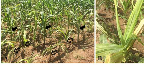 Symptoms of downy mildew disease.