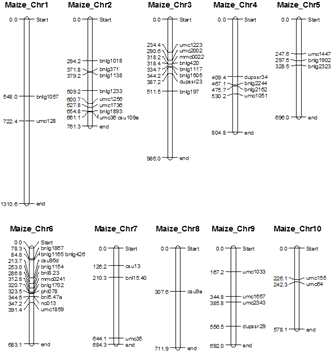 Molecular linkage map of 59 SSR or RFLP loci and location of QTLs. Numbers to the left of the chromosomes indicate the cumulative distance of the consensus map in cM. The consensus map of the IBM2 2008 neighbors was used with MapChart