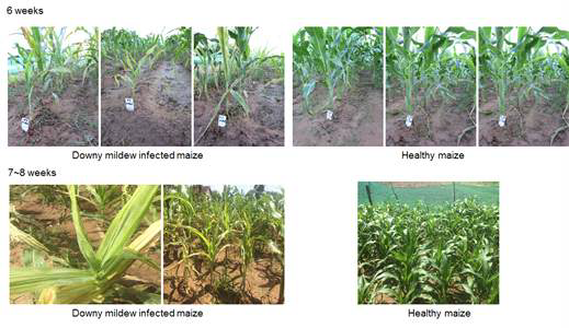 Phenotype and symptoms of downy mildew disease.