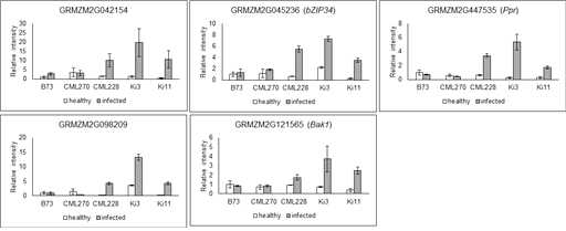 Expression profiles of downy mildew resistance candidate genes by quantitative RT-PCR. Total RNA was extracted from heathy or downy mildew infected 6-week-old maize leaves and converted into cDNA. The expression intensity was calculated using the 2-ΔΔCt method with B73 healthy as the control