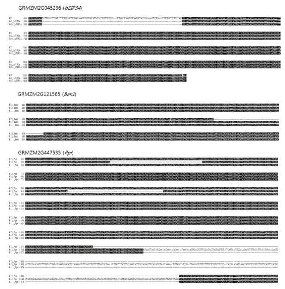 Alignment of the cDNA sequence of GRMZM2G045236 transcript (bZIP34), of GRMZM2G121565 transcript (Bak1), and of GRMZM2G447535 transcript (Ppr ) from B73, Ki3, and Ki11, respectively.. The numbers at the left side of each nucleotide line represent the cumulative total number of cDNA sequences from the start codon. Black shading indicates the same nucleotide at the same position in all three cultivars. Dashes indicate the gaps in the cDNA sequences presented to optimize the alignment.