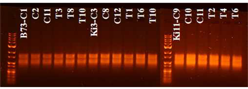 Check the RNA quality for RNA-seq.