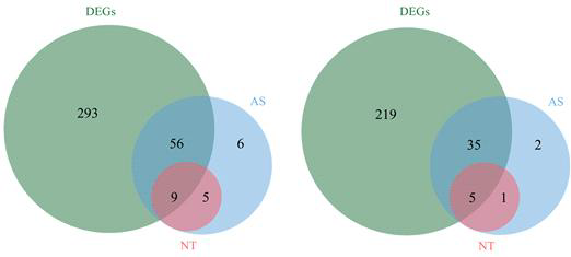 Summary of differentially expressed genes (DEGs), alternative splicing events and novel transcripts (NT) under drought condition.