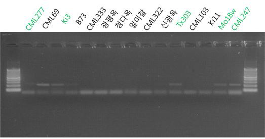 PCR validation of molecular marker developed using SNVs.