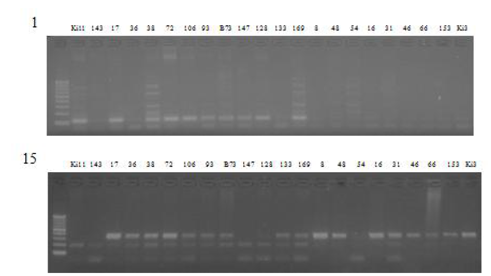 Analysis of de novo molecular marker in F2