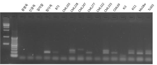 Validation of molecular marker using de novo in genomic DNA.