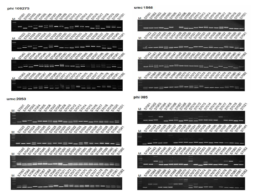 phi 109275, umc 1568, phi 085, umc 2050을 이용한 SSR DNA 다형성 분석