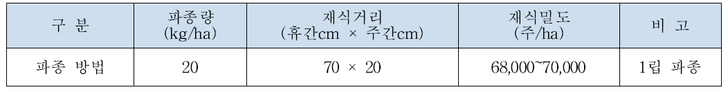 베트남의 옥수수 파종방법