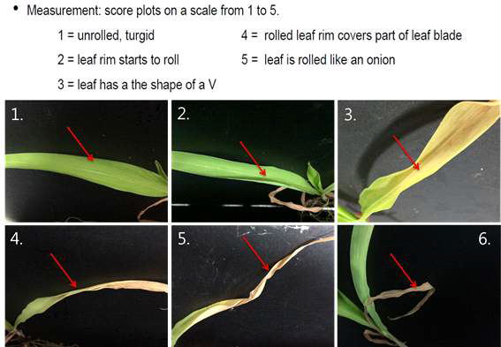 Leaf rolling score under drought.