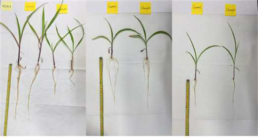 Root length under drought stress (drought) and well watered (control).