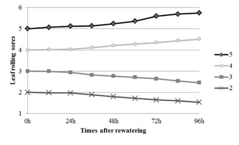 Ability of recovery from leaf rolling scores.