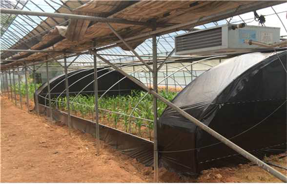 ASI evaluation of tropical maize in day length controled green house.