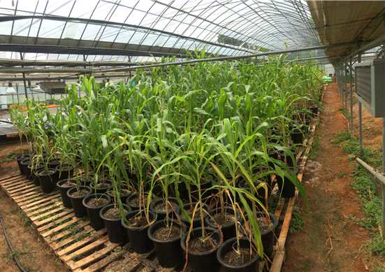 ASI evaluation of maize in greenhouse.