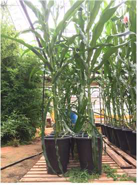 Maize drought treatment in greenhouse.