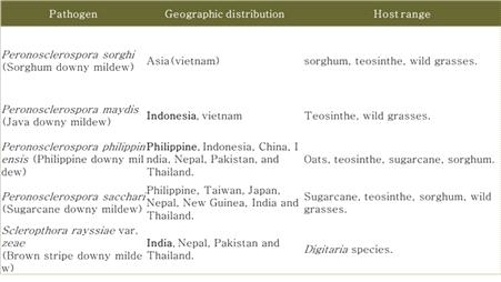 Downy mildew strain in the southeast asia.