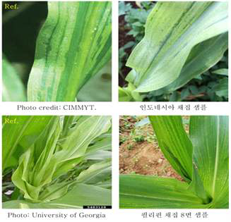 Downy mildew leaf symptom of the southeast asia.