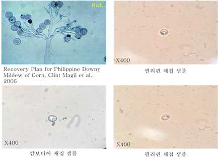 Downy mildew spore of the philippine and cambodia.