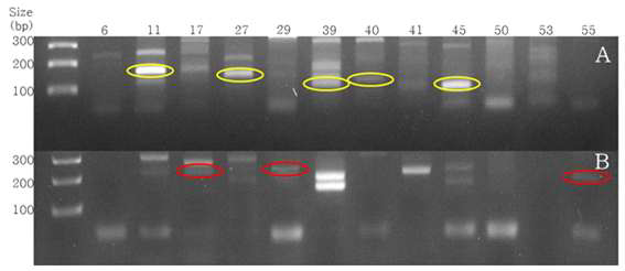 Sorting of downy mildew strain as SSR marker.