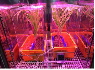 Development of method for downy mildew resistant using moist soils favor oospore germination