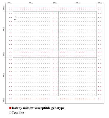 Layout of test field.