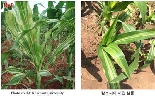 Sorghum downy mildew leaf symptom.